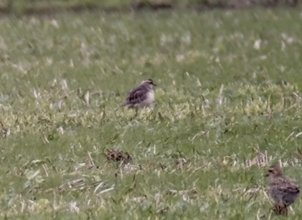 Eurasian Dotterel - ML644030353