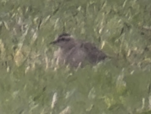 Eurasian Dotterel - ML644030354