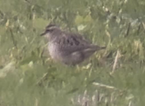 Eurasian Dotterel - ML644030355