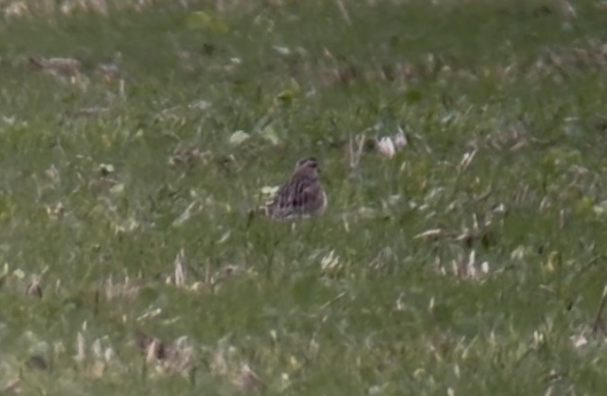 Eurasian Dotterel - ML644030356