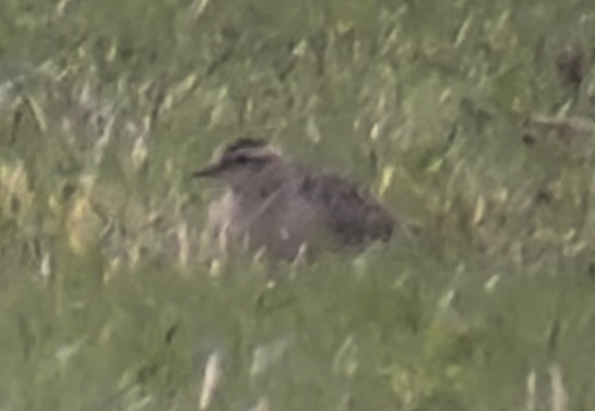 Eurasian Dotterel - ML644030357