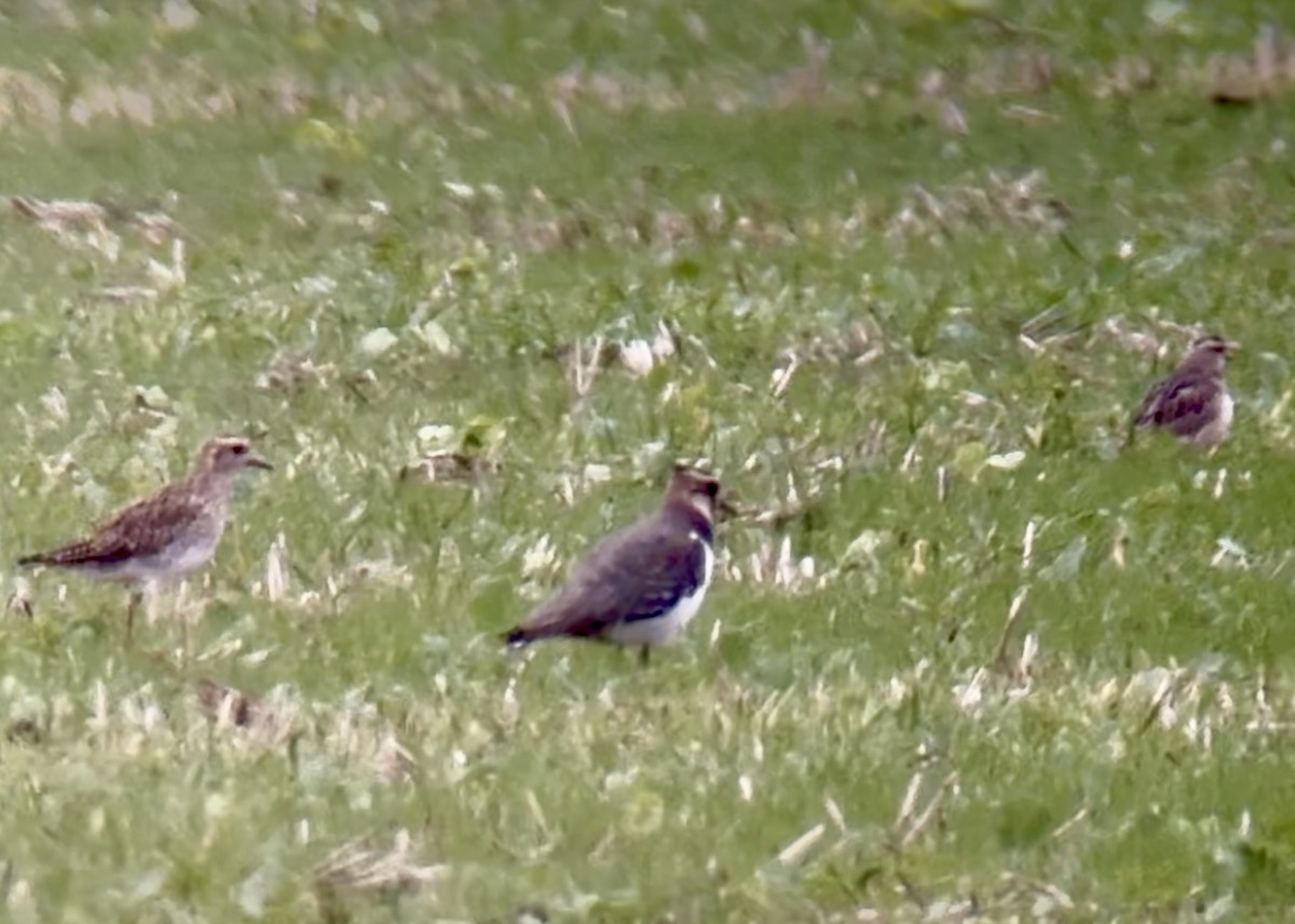 Eurasian Dotterel - ML644030358