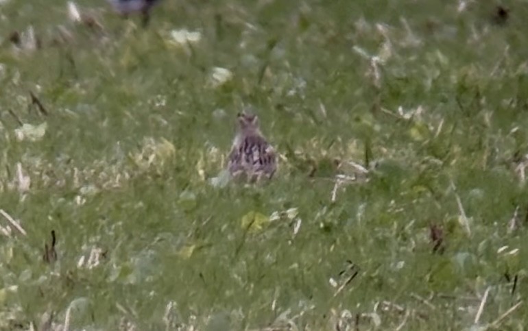 Eurasian Dotterel - ML644030359