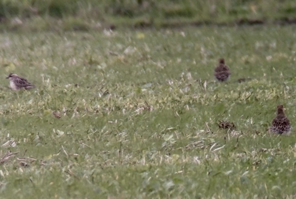 Eurasian Dotterel - ML644030360
