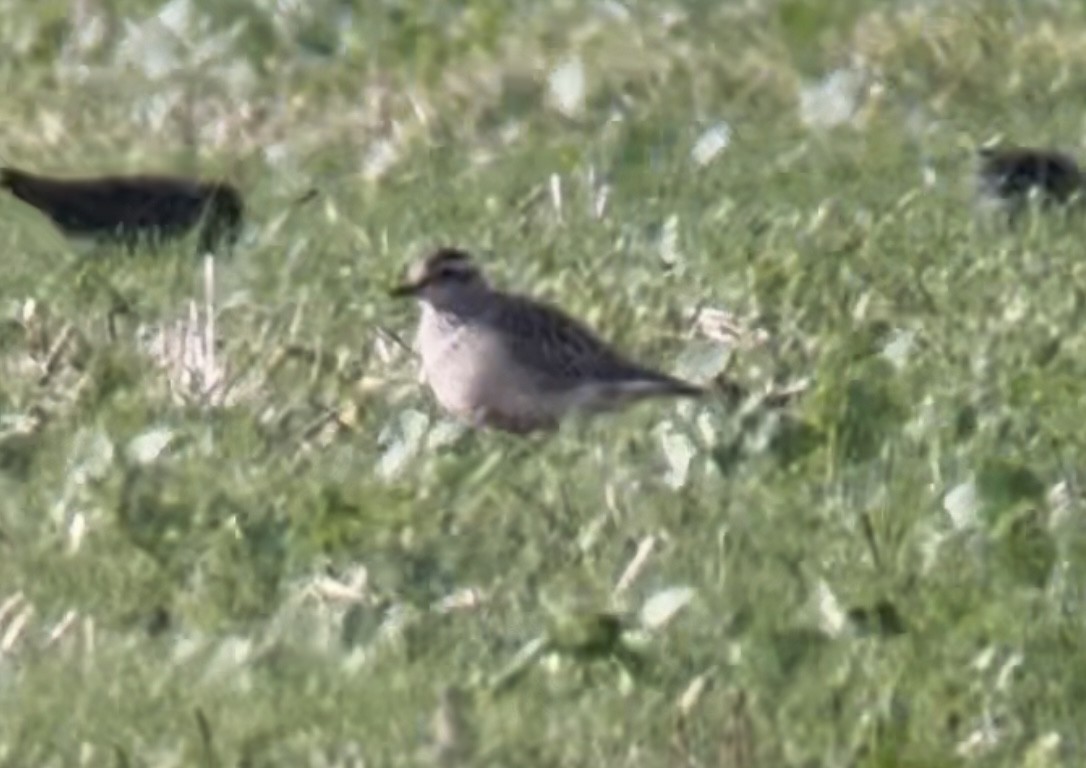Eurasian Dotterel - ML644030361
