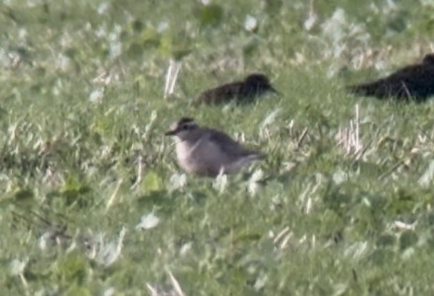 Eurasian Dotterel - ML644030362