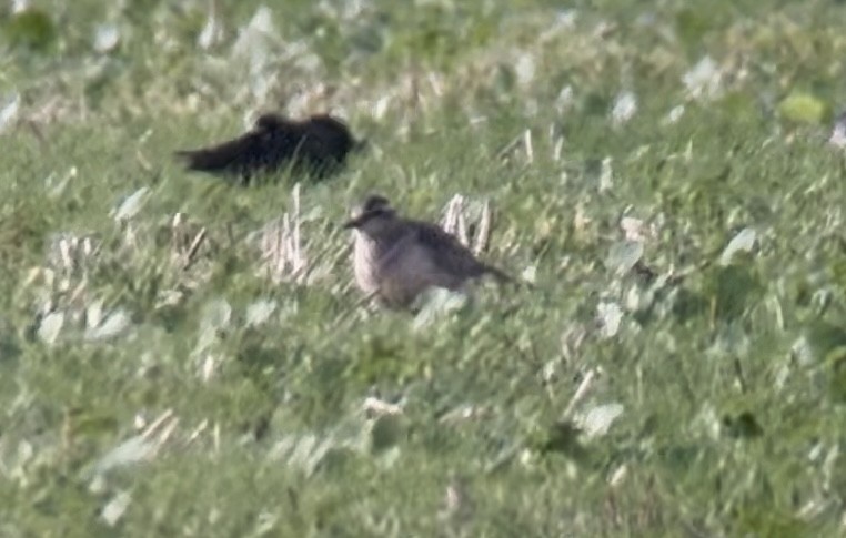 Eurasian Dotterel - ML644030363