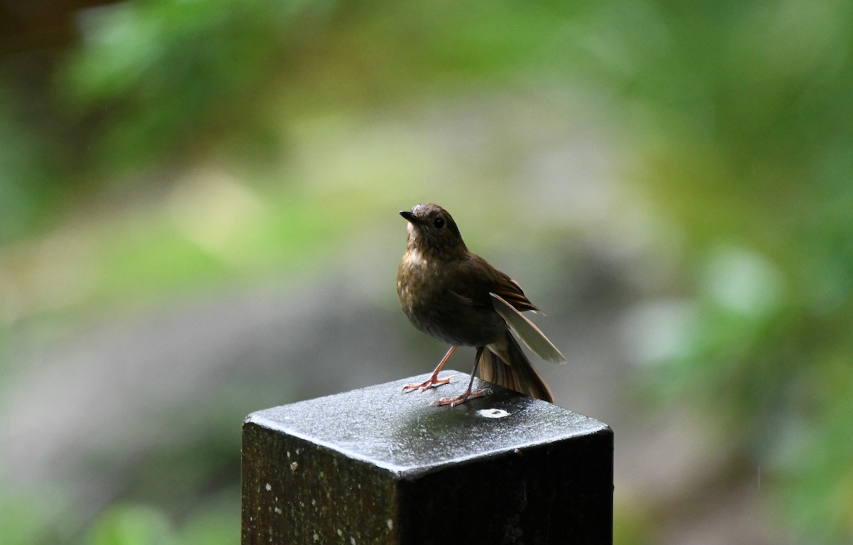 White-tailed Robin - ML644030367