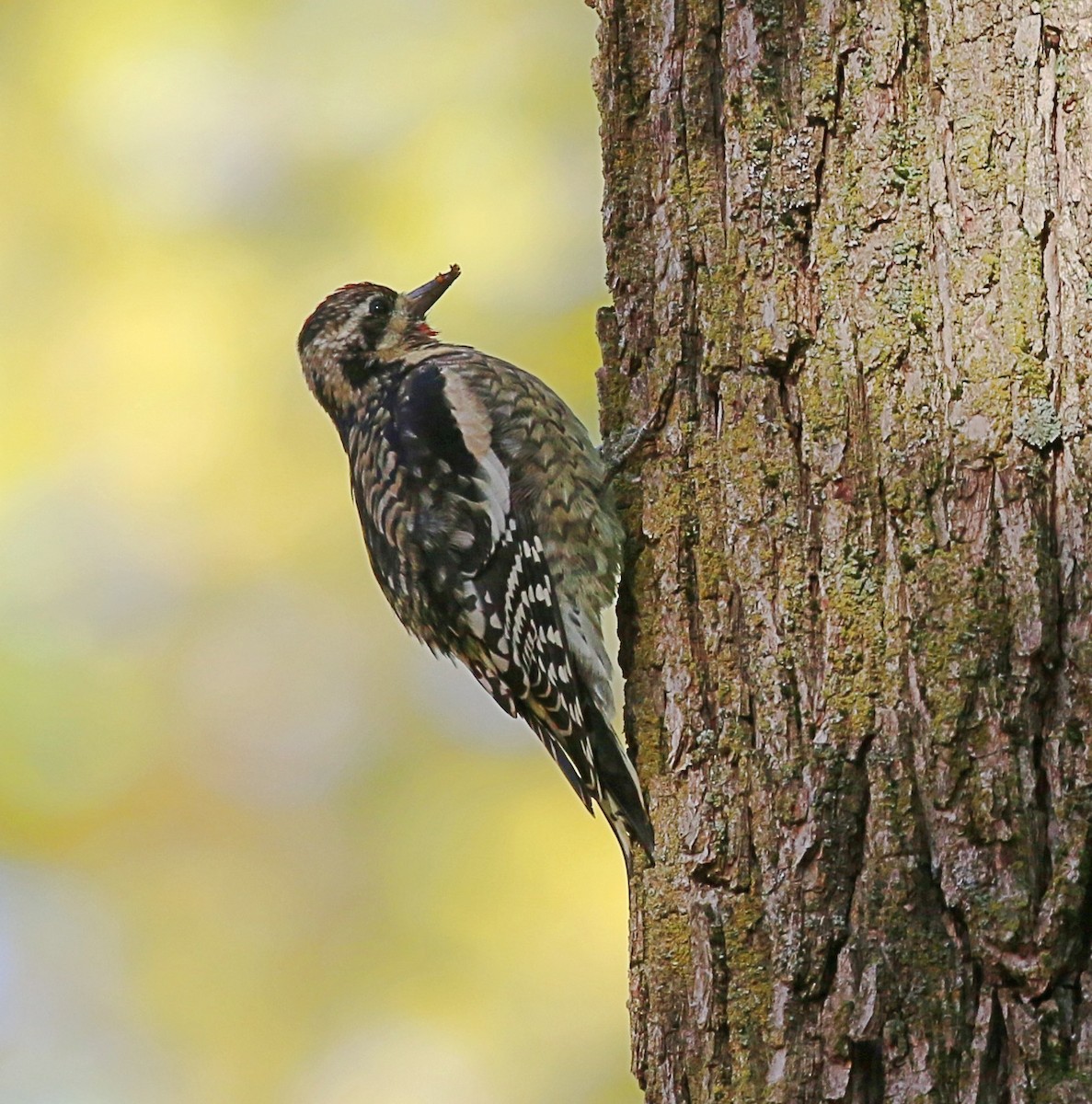 Yellow-bellied Sapsucker - ML644030401
