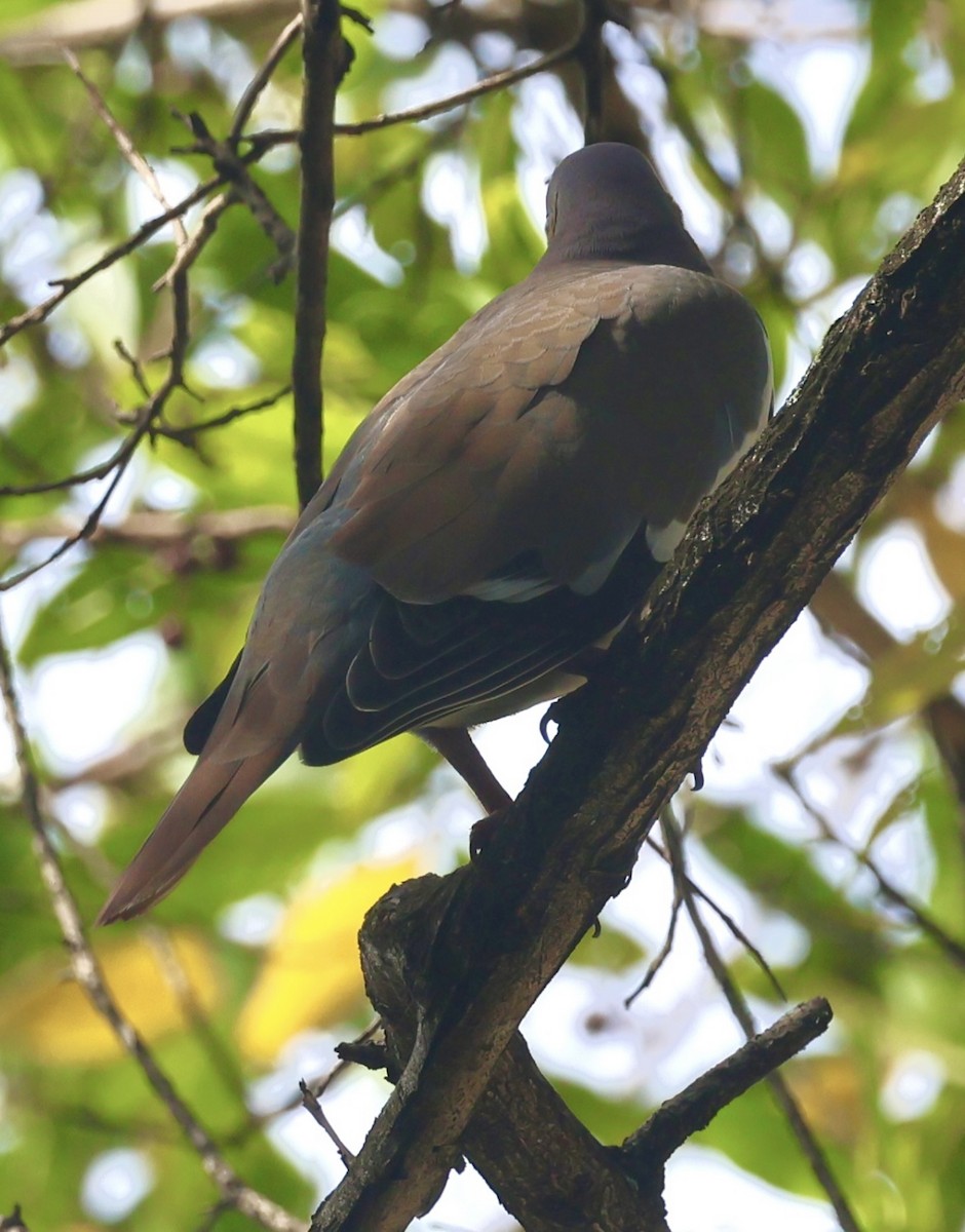 White-winged Dove - ML644030411