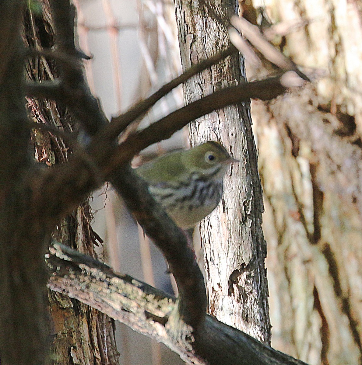 Ovenbird - ML644030413