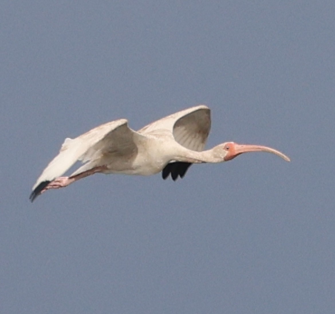 Ibis Blanco - ML644030421