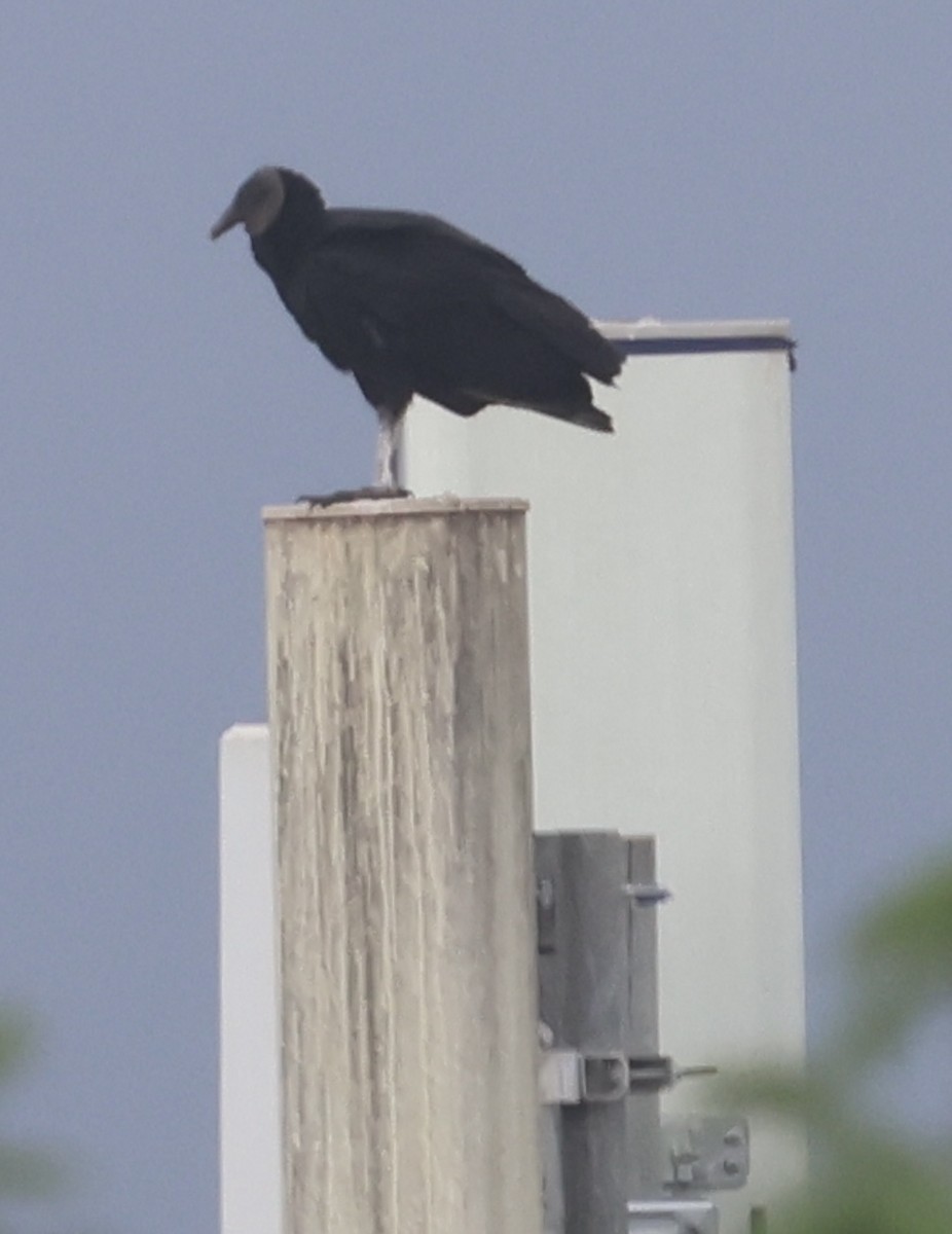 Black Vulture - ML644030437