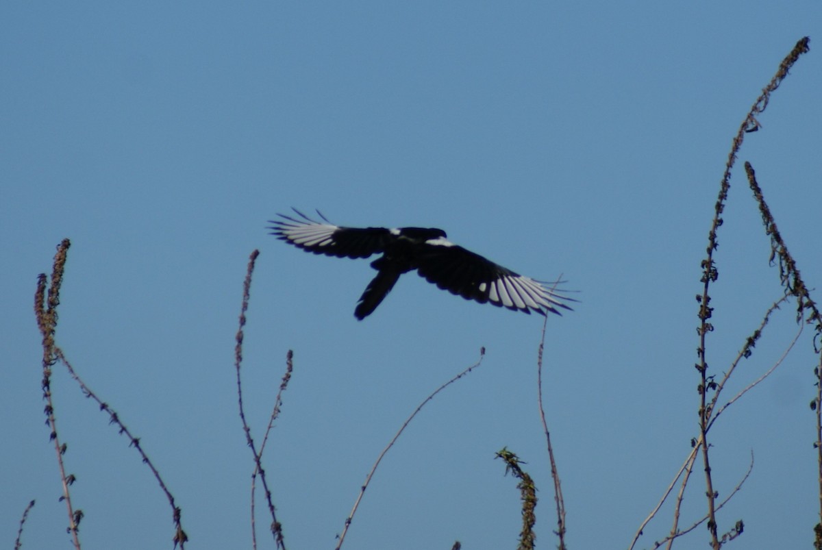アメリカカササギ - ML644030440