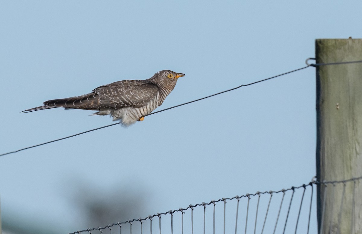 大杜鵑 - ML644030454