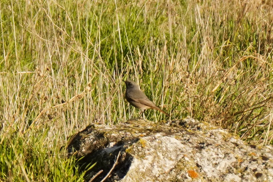 rehek domácí - ML644030455