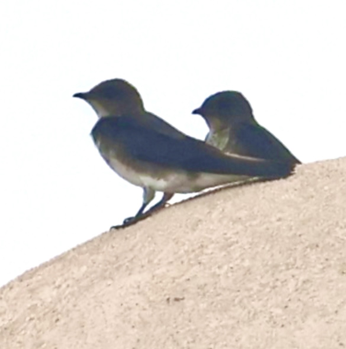 Gray-breasted Martin - ML644030458