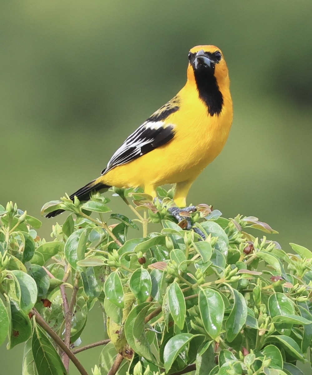 Streak-backed Oriole - ML644030468