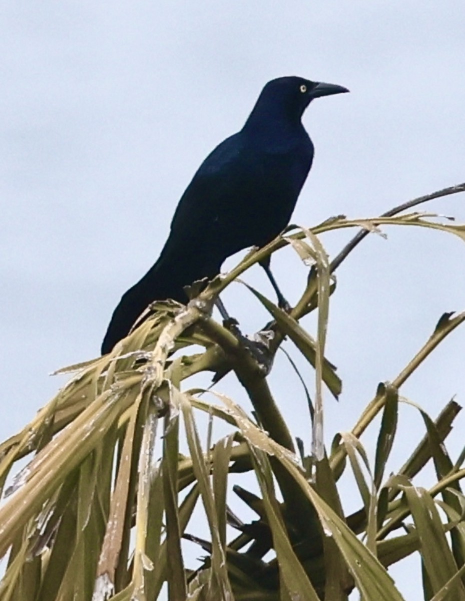 Great-tailed Grackle - ML644030471