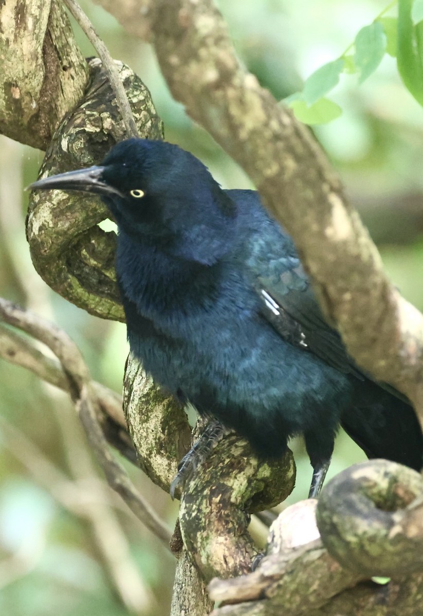 Great-tailed Grackle - ML644030472