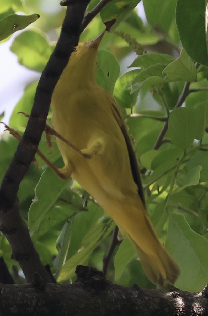Goldwaldsänger - ML644030490