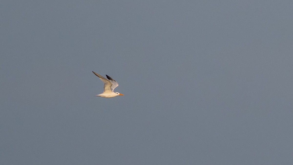 West African Crested Tern - ML644030491