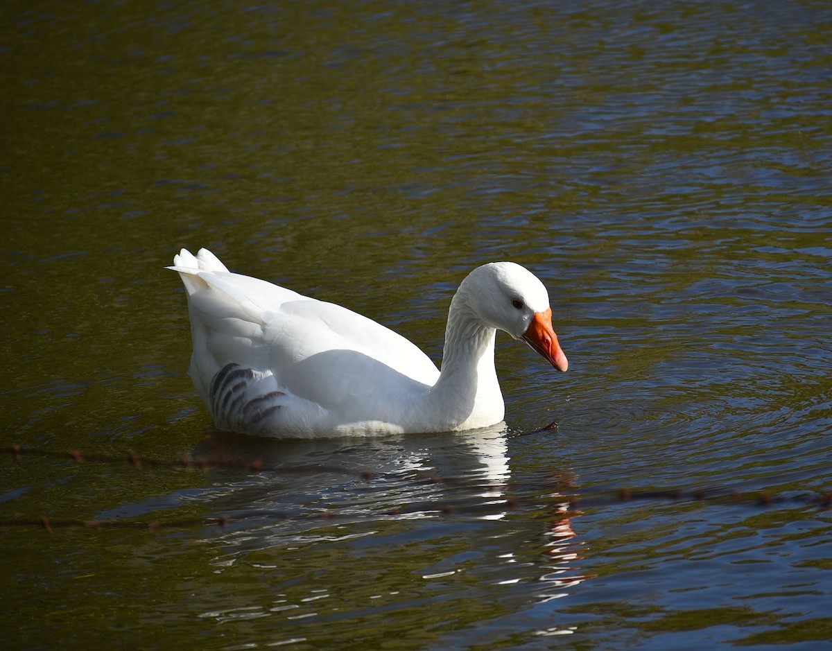 tamgås (domestisert Anser sp.) - ML644030494
