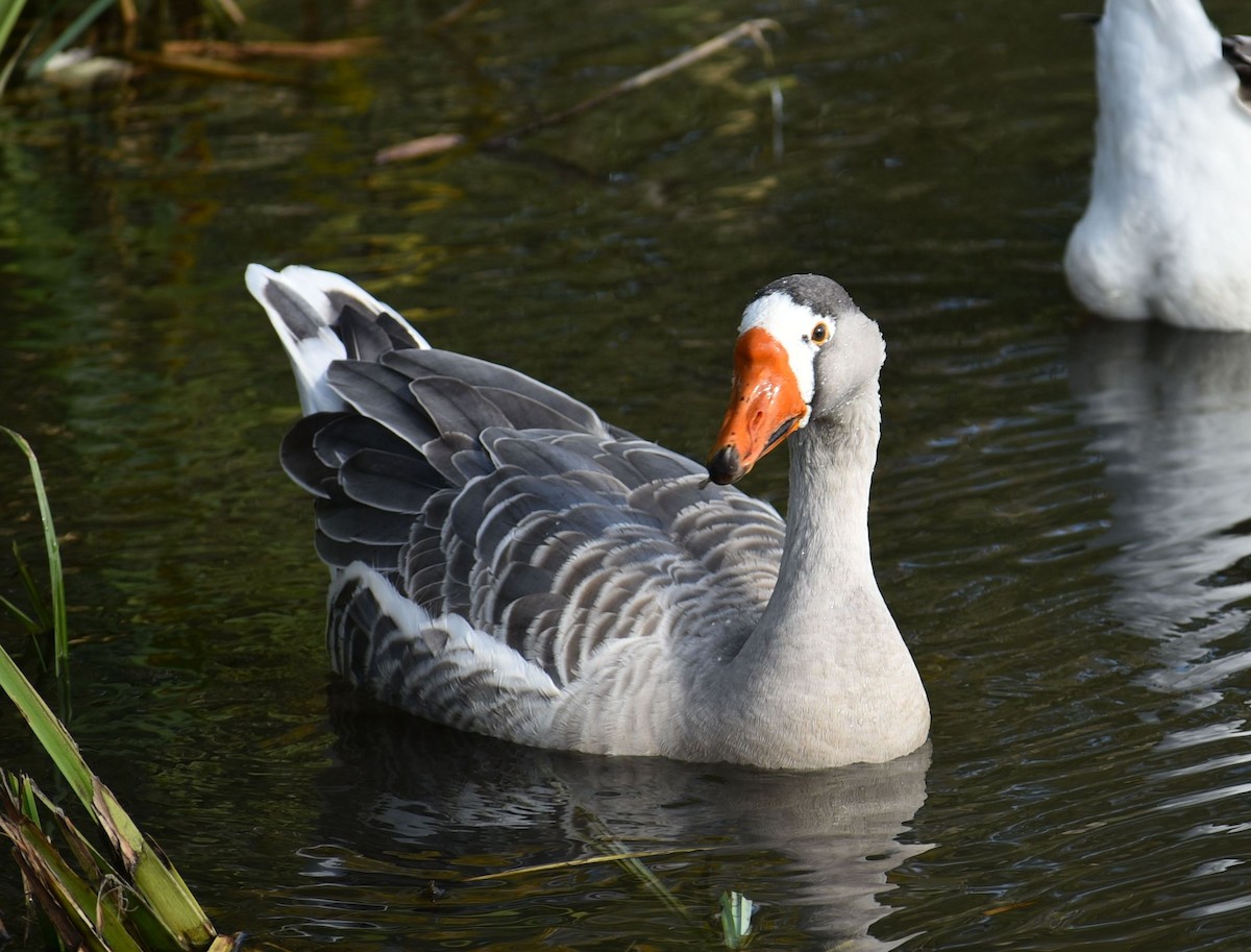 tamgås (domestisert Anser sp.) - ML644030500