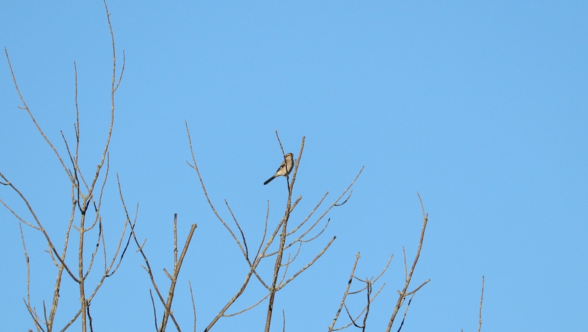 Northern Shrike - ML644030504