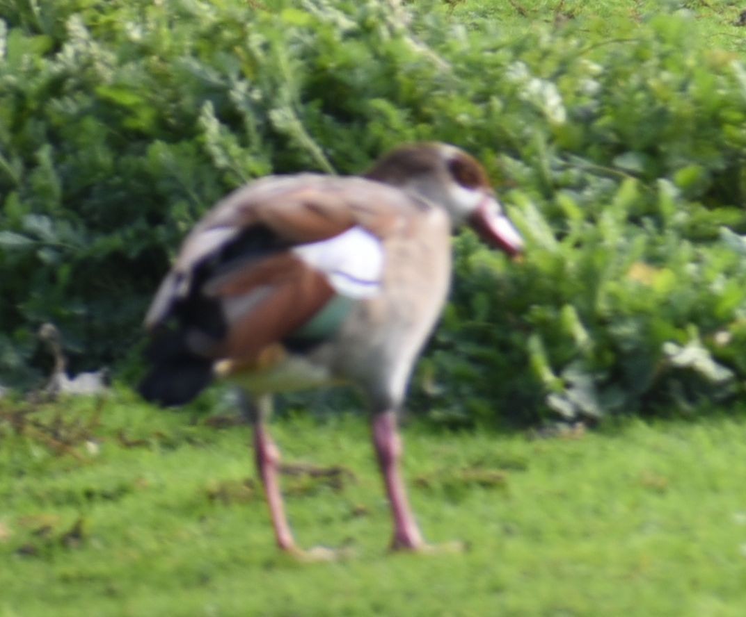 Egyptian Goose - ML644030525
