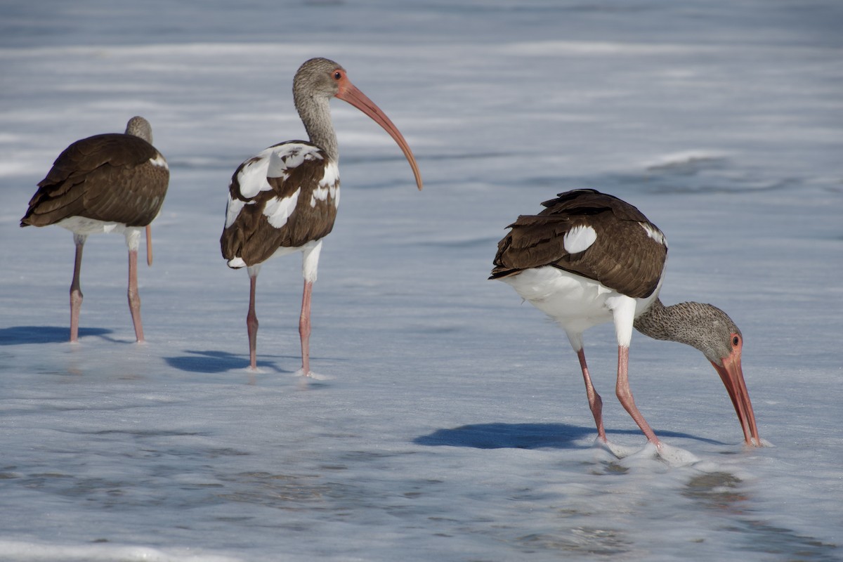 Ibis Blanco - ML644030537