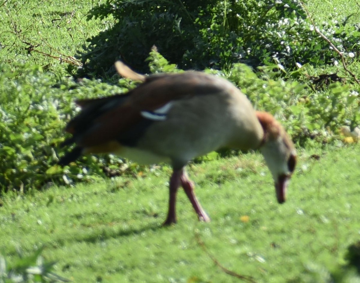 Egyptian Goose - ML644030538