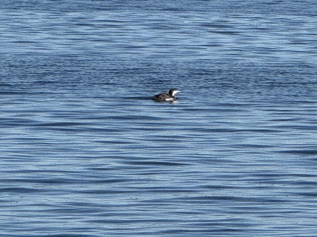 Common Loon - ML644030545