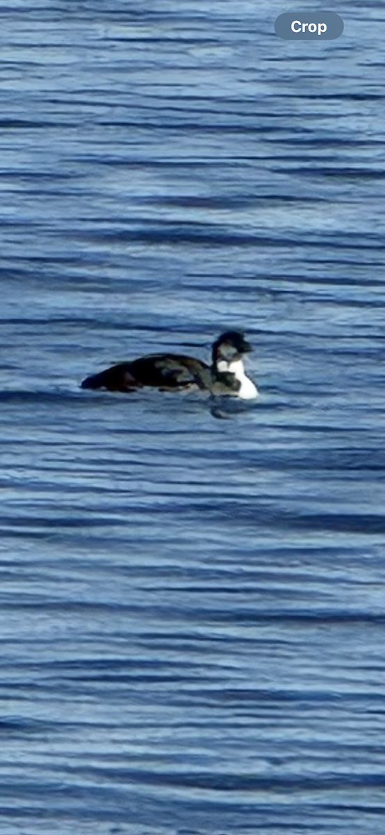 Common Loon - ML644030546