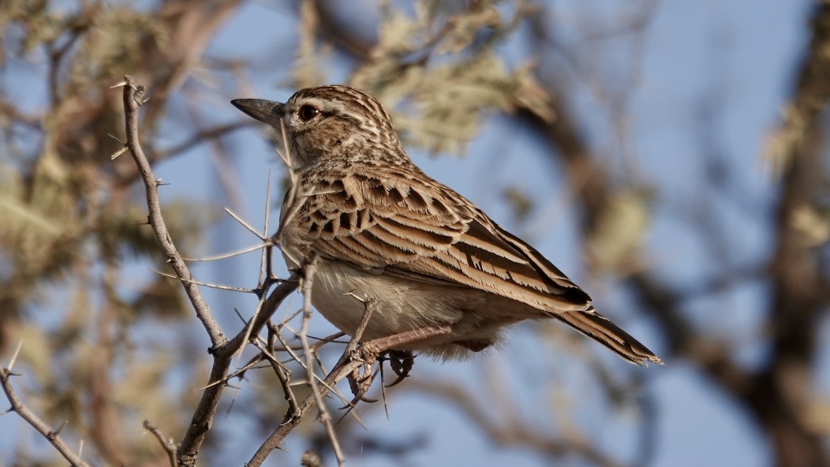 Sabota Lark - ML644030565