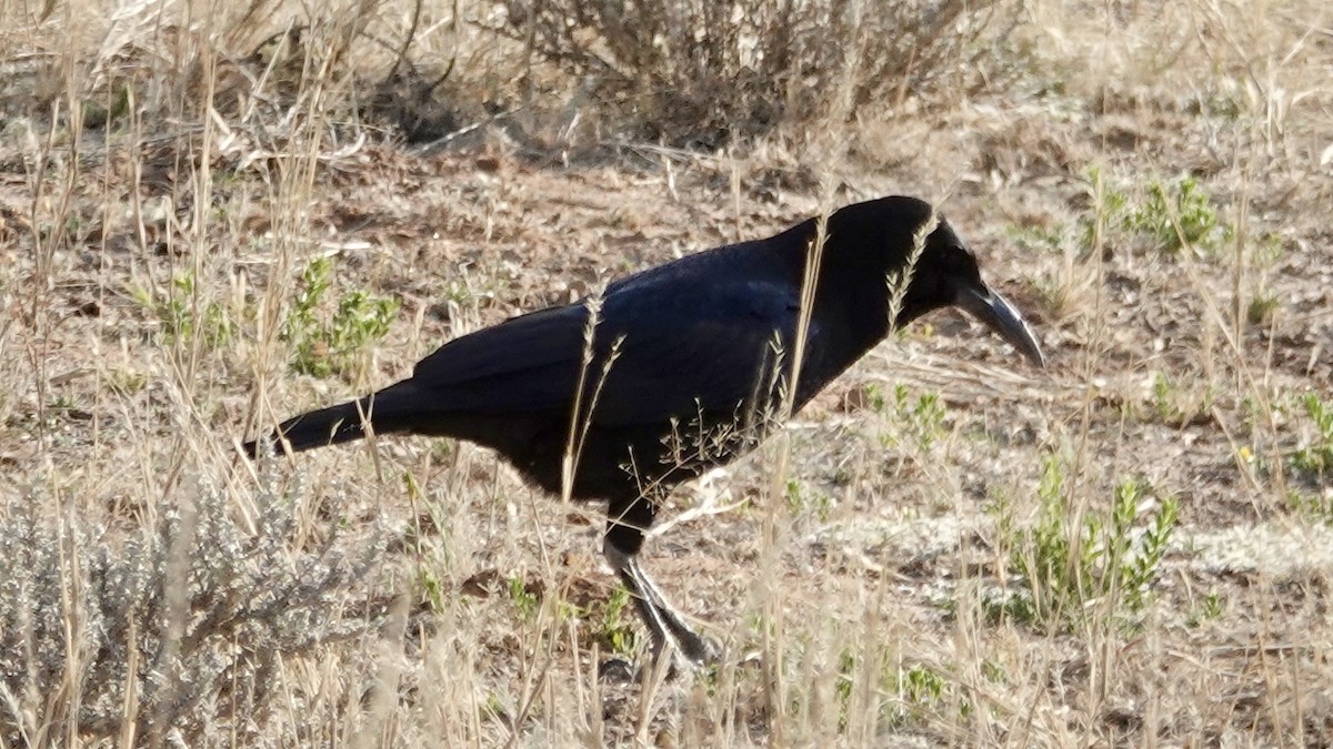 Cape Crow - ML644030582