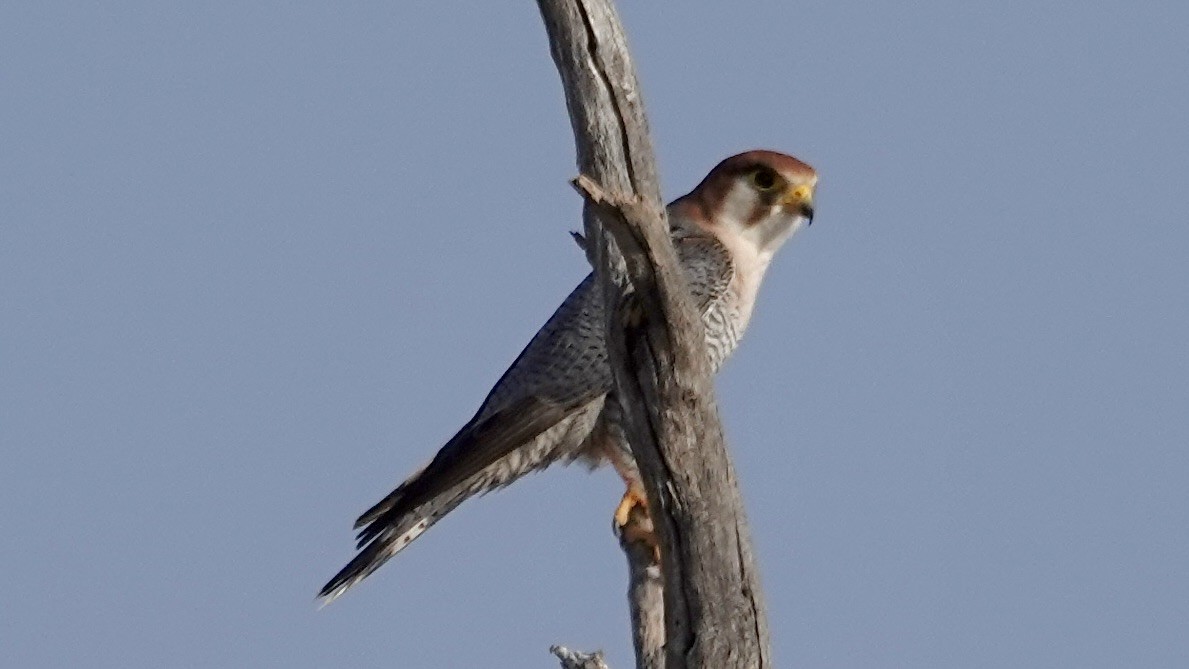 Red-necked Falcon - ML644030593