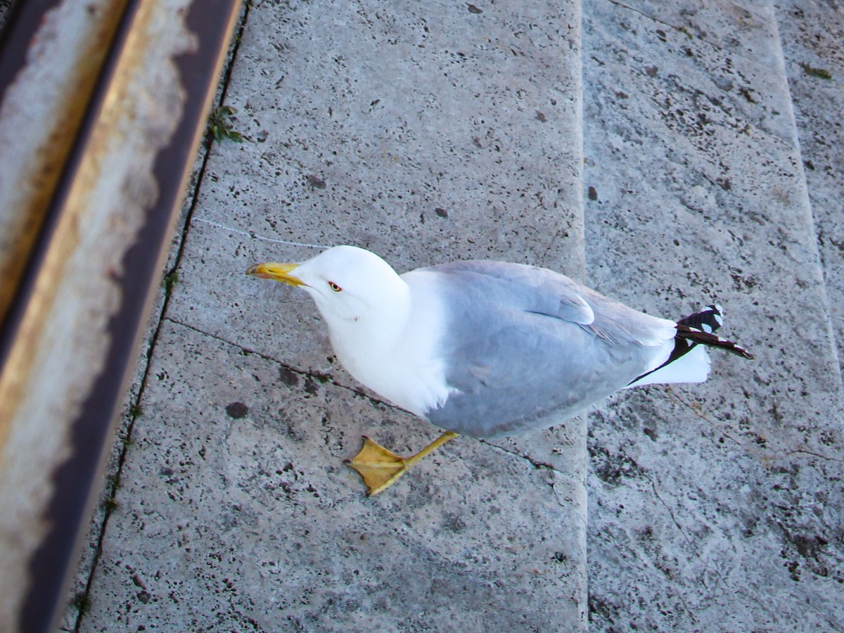 Mittelmeermöwe - ML644030596