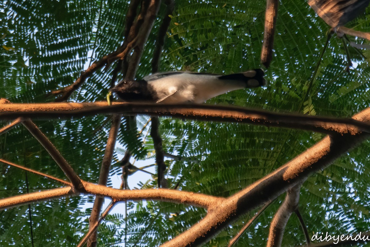 Schwarzkopf-Raupenfänger - ML644030601