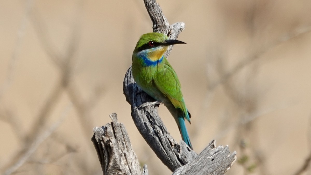 Swallow-tailed Bee-eater - ML644030630