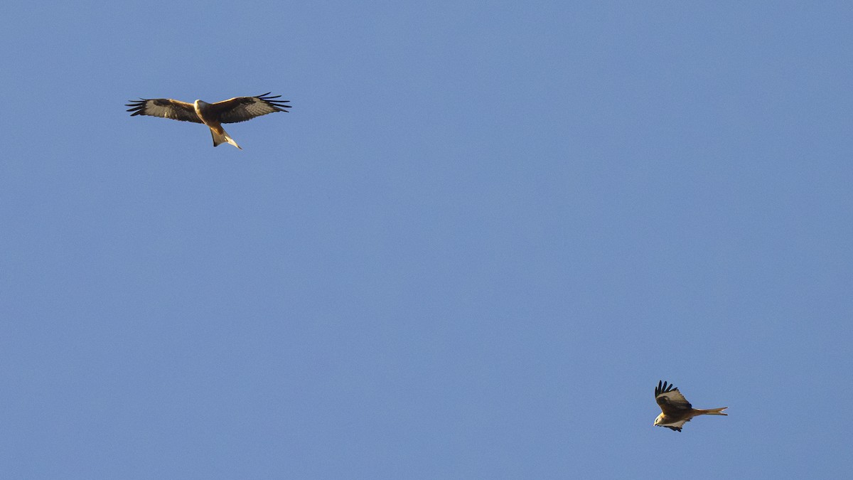 Red Kite - ML644030635