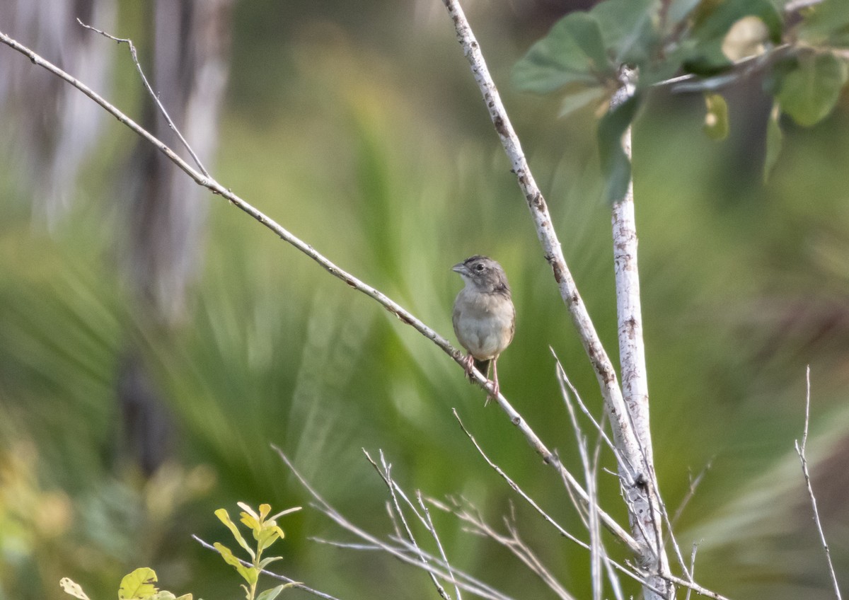 Botteri's Sparrow - ML644030660