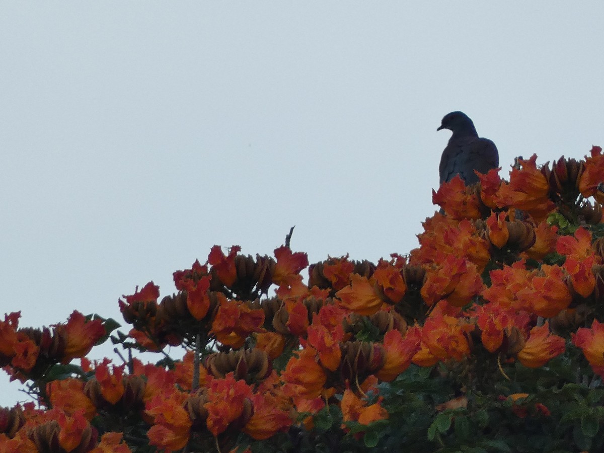Pale-vented Pigeon - ML644030661