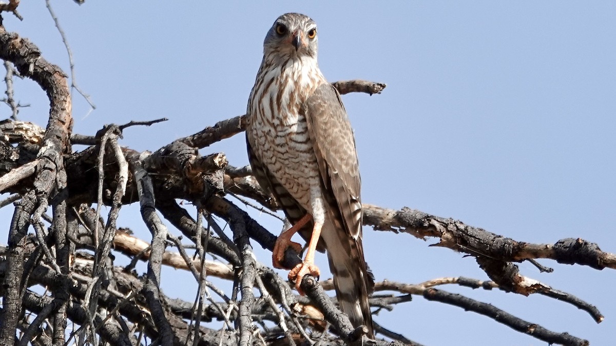 Gabar Goshawk - ML644030662