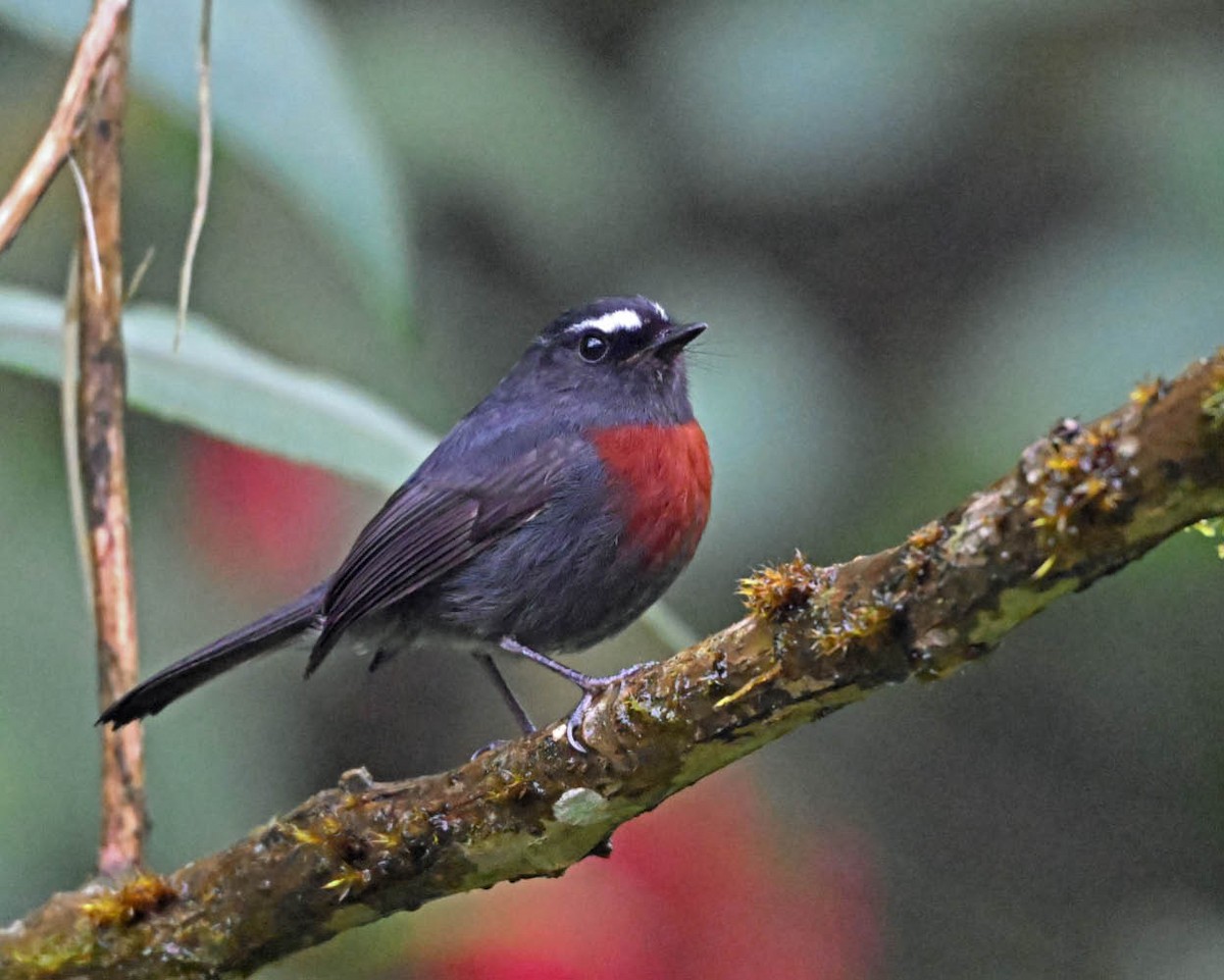 Maroon-belted Chat-Tyrant - ML644030676