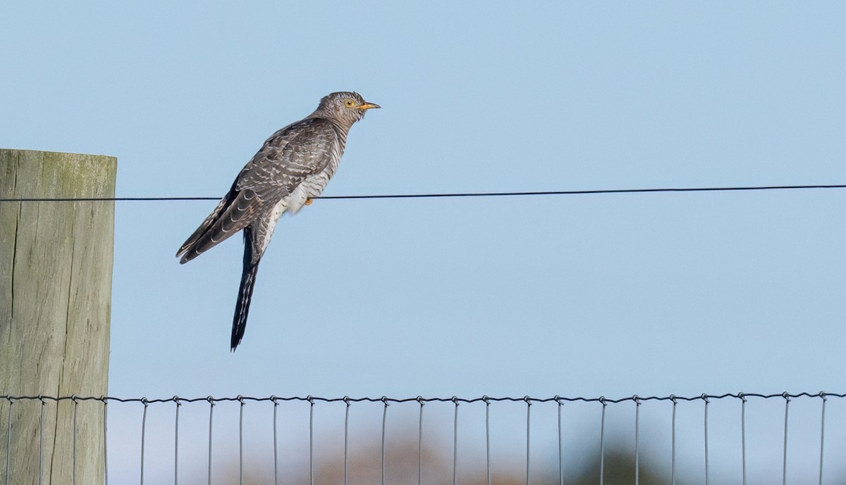 大杜鵑 - ML644030677