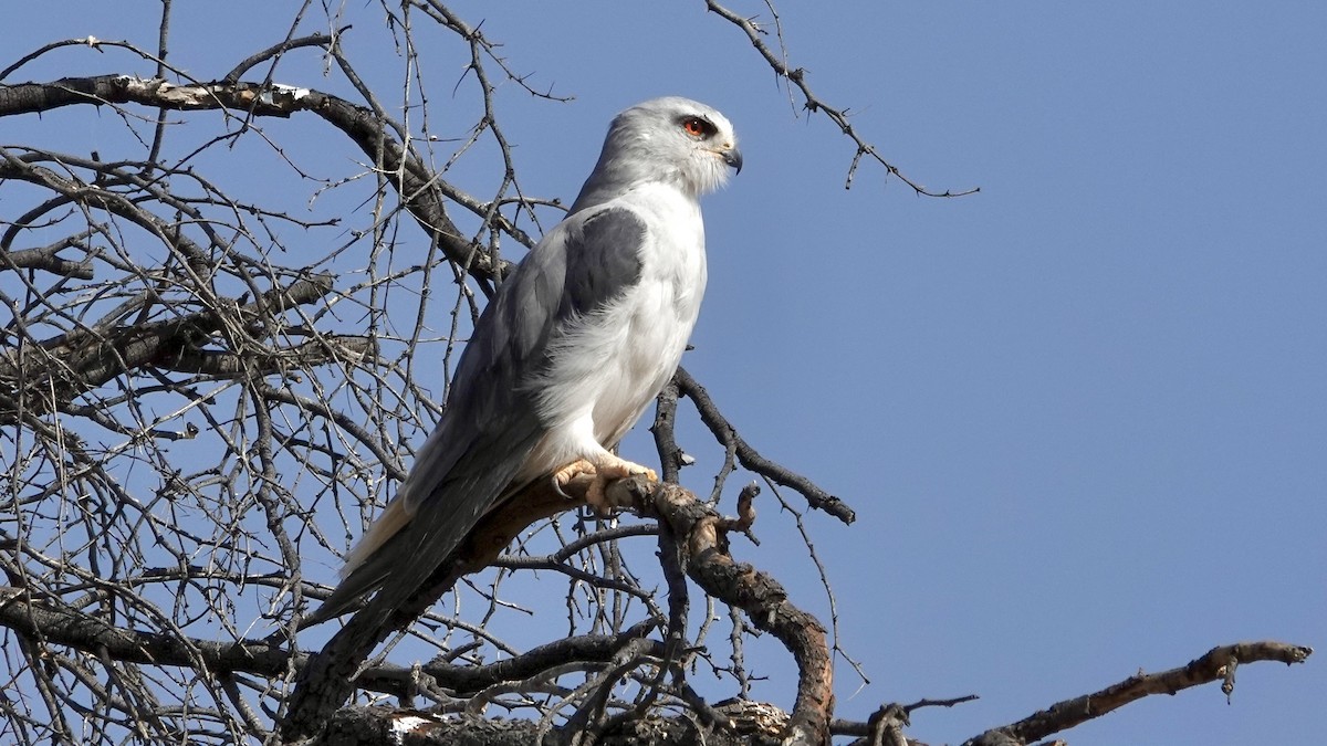 Black-winged Kite - ML644030683