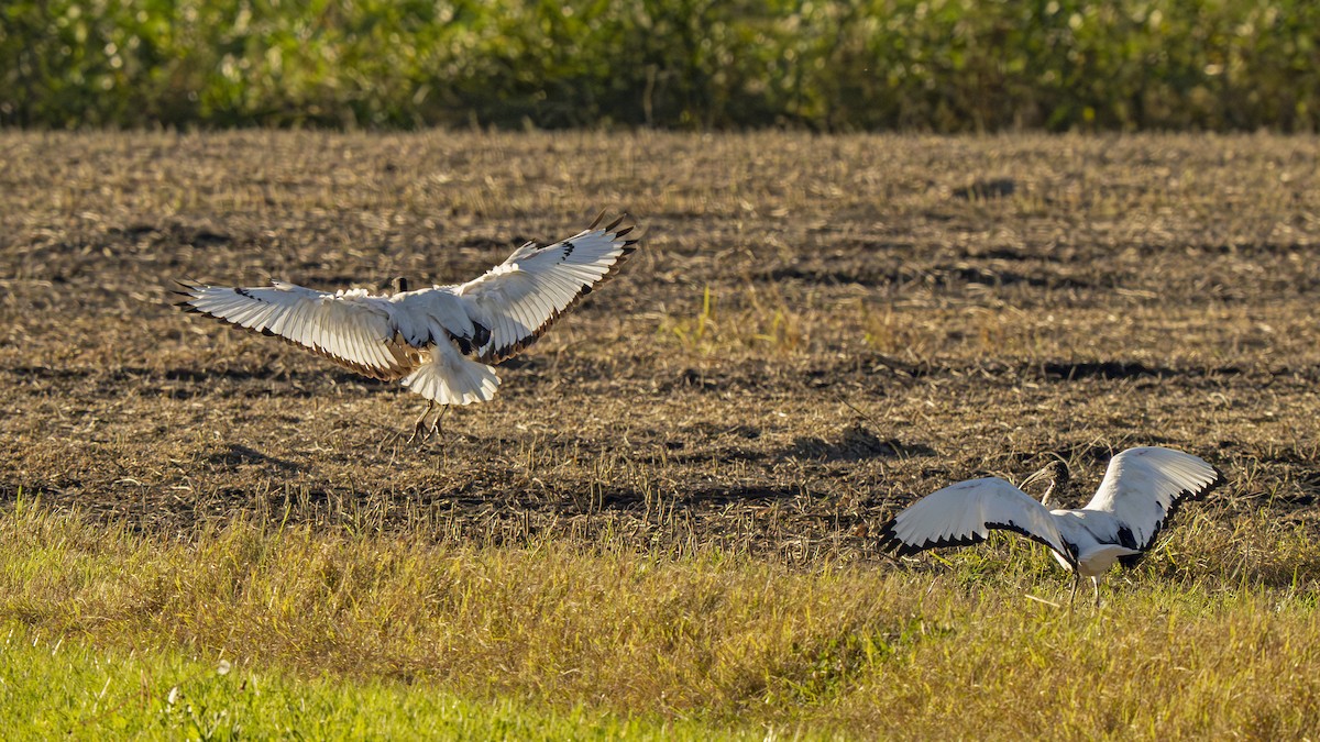 African Sacred Ibis - ML644030687
