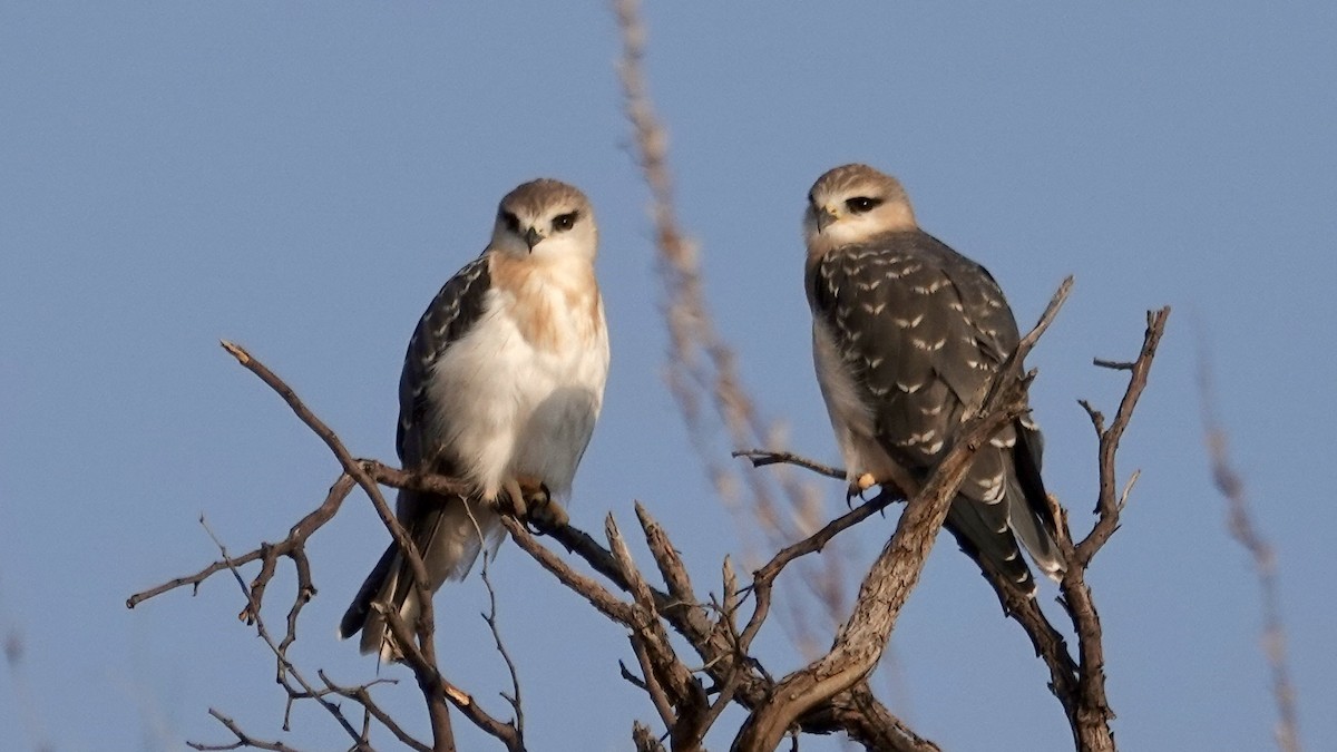 Black-winged Kite - ML644030691