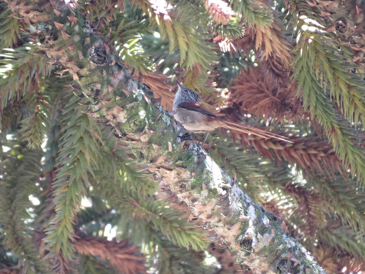 Araukarya Makaskuyruğu - ML644030695